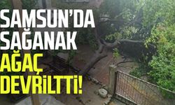 Samsun’da sağanak ağaç devriltti!