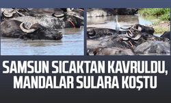 Samsun sıcaktan kavruldu, mandalar sulara koştu