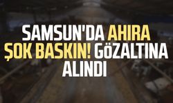 Samsun'da ahıra şok baskın! Gözaltına alındı