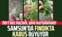 Dört kez ilaçladı, yine kurtulamadı! Samsun'da fındıkta kabus büyüyor