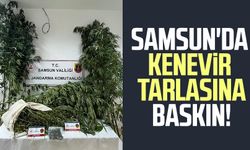 Samsun'da kenevir tarlasına baskın! Gözaltına alındı