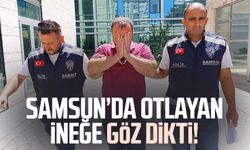 Samsun'da otlayan ineği çalıp sattı!