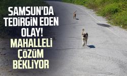 Samsun'da tedirgin eden olay! Mahalleli çözüm bekliyor
