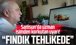 Samsun'da uzman isimden korkutan uyarı! "Fındık tehlikede"