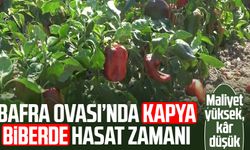 Bafra Ovası’nda kapya biberde hasat zamanı