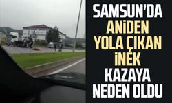 Samsun'da aniden yola çıkan inek kazaya neden oldu