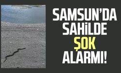 Samsun'da sahilde yılan paniği!