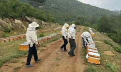 Samsun’da Arıcılığa Giriş ve Yerel Bitki Örtüsü