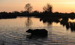Kızılırmak Deltası’nda Gün Doğumunu İzlemek: Eşsiz Bir Deneyim