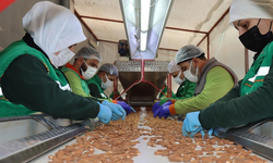 Samsun’da Kooperatifler Yerel Kalkınmayı Nasıl Güçlendiriyor?