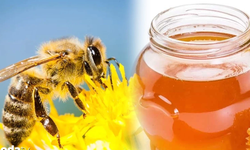 Samsun’da Fındık, Bal ve Balık Ekonomisi