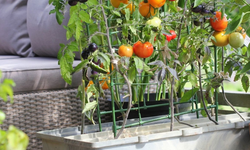 Samsun’da Toprak Testi ve Balkonda Sebze Yetiştirme Başlangıcı