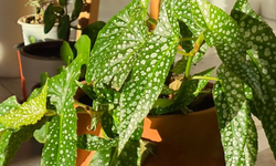 Karadeniz İkliminde Ev Bitkileri: Tür Seçimi ve Bakım Tüyoları