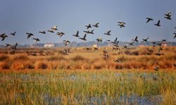 Kızılırmak Deltası Kuş Gözlemi Rehberi