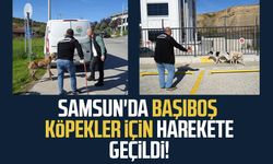 Samsun'da başıboş köpekler için harekete geçildi!