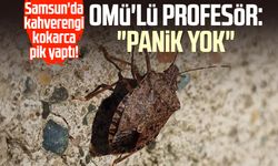 Samsun'da kahverengi kokarca pik yaptı! OMÜ'lü profesör: "Panik yok"