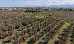 Çarşamba’nın Tarımsal Gücü ve Verimli Toprakları