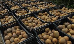 Kivide 13 bin 800 ton hasat