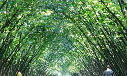 Samsun’da 63 yatırımcıya fındık hasat filesi hibesi