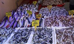 Samsun’da En Meşhur Balık Türleri ve Mevsimleri