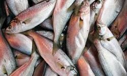 Samsun’da balık sezonu: Kışın sofraların vazgeçilmezi