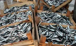 Samsun’da Balık Kültürü: Mevsimsel Lezzet Haritası