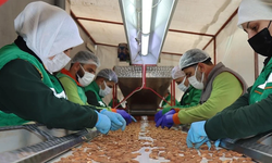 Samsun’da Gönüllülük, Kooperatifler ve Yerel Girişimler