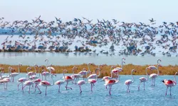 19 Mayıs İlçesi’nde Kuş Gözlemciliği ve Kızılırmak Deltası deneyimi