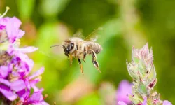 Samsun’da doğayı sevenlerin hikayesi: Bahçeler, arılar, fındıklar