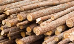 Samsun köylerinde kışın odun, fındık ve yakacak hazırlığı