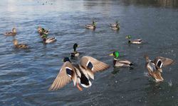 Kızılırmak Deltası Kuş Cenneti: Doğanın Sessiz Ritmi