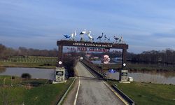 Kızılırmak Deltası Kuş Cenneti Rehberi