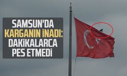 Samsun'da karganın inadı: Dakikalarca pes etmedi