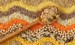 Samsun’da Günlük Yemeklerde Sebze ve Bakliyat Dengesi