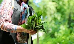 Samsun’da Doğadan Toplanan Otların Yemeklerde Kullanımı