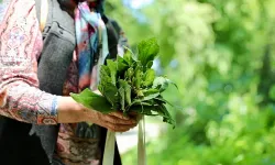 Samsun’da Doğadan Toplanan Otların Yemeklerde Kullanımı