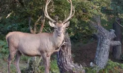 Samsun’un Ormanlık Alanlarında Yaşayan Yaban Hayatı