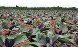 Samsun’un Tarımsal Yapısının Yemek Çeşitliliğine Etkisi