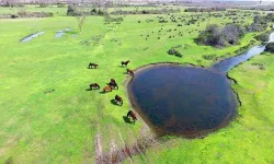Samsun’da Gündelik Hayatın Ritimlerini Belirleyen Doğal Unsurlar