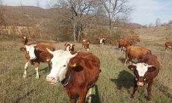 Samsun’da 2026 Şap Aşılama Programı başladı