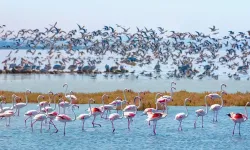 Samsun’da kuş gözlemciliği yapılabilecek doğal alanlar