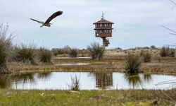 Kızılırmak Deltası Kuş Cenneti Rehberi