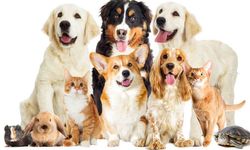 Samsun’da Evcil Hayvan Dostu Mekanlar