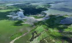 Kızılırmak Deltası Kuş Cenneti Hakkında Bilinmeyen 12 Gerçek