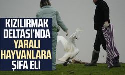 Samsun'da yaban hayatına merhamet eli