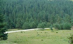 Samsun’un doğal vadilerinde şekillenen bitki çeşitliliği