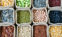 Samsun’un Yöresel Atalık Tohumlarının Mutfağa Katkısı