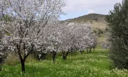 Samsun’da Bahar Aylarında Ortaya Çıkan Doğal Canlılık