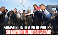 Samsun'da dev incir projesi: 50 milyon TL burs olacak!