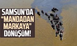 Kızılırmak Deltası'nda manda yetiştiriciliği markalaşarak geleceğe taşınıyor